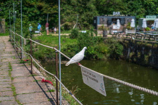 View of a white pigeon perched on a rope barrier with a warning sign at the harbour in Charlestown Cornwall United Kingdom. View of a white pigeon perched on a rope barrier with a warning sign at the harbour in Charlestown Cornwall United Kingdom.