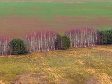Aerial view of a line of birch and evergreen trees separating colorful agricultural fields in the countryside Lithuania. Aerial view of a line of birch and evergreen trees separating colorful agricultural fields in the countryside Lithuania.