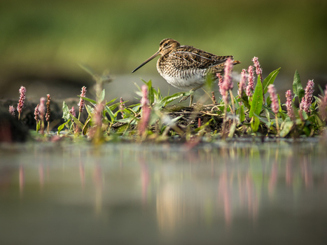 View of a common snipe standing in shallow water surrounded by pink flowers and lush green vegetation in Debrzno Pomeranian Voivodeship Poland. View of a common snipe standing in shallow water surrounded by pink flowers and lush green vegetation in Debrzno Pomeranian Voivodeship Poland.