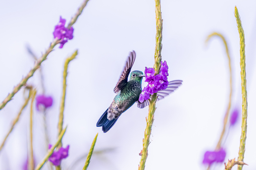 View of a hummingbird hovering while feeding on vibrant purple flowers against a soft bright background in Antioquia Colombia.
