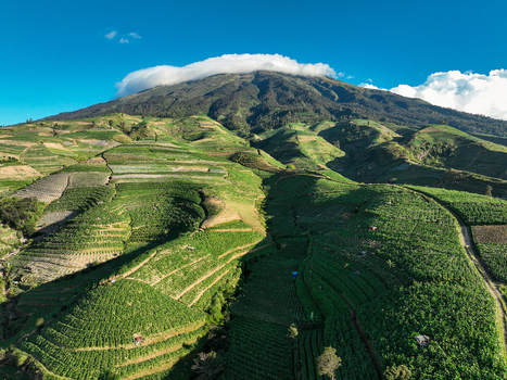 Aerial view of a lush green tobacco plantation on the terraced slopes of a mountain with a cloud capped peak in Temanggung Central Java Indonesia. Aerial view of a lush green tobacco plantation on the terraced slopes of a mountain with a cloud capped peak in Temanggung Central Java Indonesia.