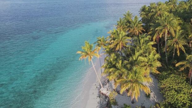 Aerial view of palm trees on a tropical beach in the Maldives. Aerial view of palm trees on a tropical beach in the Maldives.