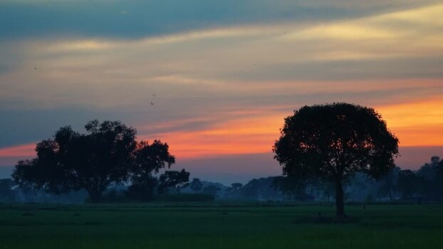 View of silhouetted trees in a rural field at sunset Bangladesh.