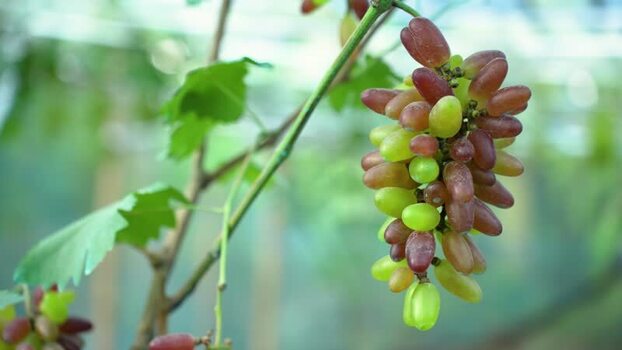 View of fresh grapes hanging on a vine in a vineyard Bangladesh. View of fresh grapes hanging on a vine in a vineyard Bangladesh.