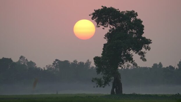 View of a solitary tree silhouetted against a sunset Bangladesh. View of a solitary tree silhouetted against a sunset Bangladesh.