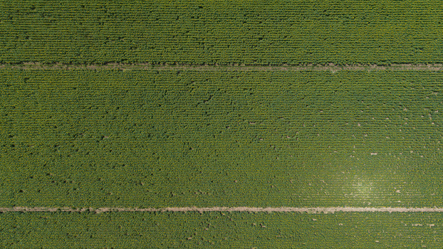 Aerial view of a vast sunflower field with rows of green plants stretching across the landscape in Tulcea Tulcea Romania.