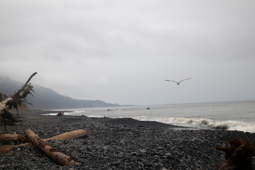 View of the Lost Coast beach with driftwood logs on the pebbles and a bird flying over the ocean waves under a misty sky in Humboldt County California United States.