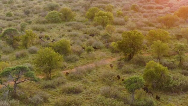 Aerial view of African buffalo in the savanna South Africa.