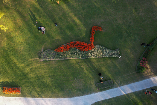 Aerial view of a large flower bed shaped like a swan made of red and white tulips in a green park with people walking nearby Morges Vaud Switzerland. Aerial view of a large flower bed shaped like a swan made of red and white tulips in a green park with people walking nearby Morges Vaud Switzerland.