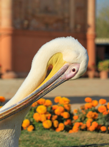 View of a great white pelican with its long beak and yellow throat pouch set against a background of vibrant orange flowers and a blurred historic building in Bahawalpur Punjab Pakistan. View of a great white pelican with its long beak and yellow throat pouch set against a background of vibrant orange flowers and a blurred historic building in Bahawalpur Punjab Pakistan.