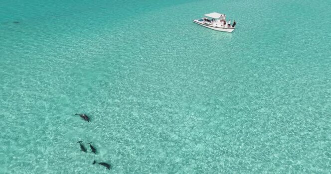 Aerial view of dolphins swimming near a boat Maldives.