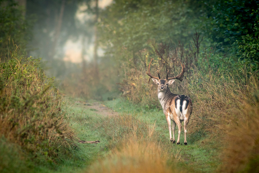 View of a fallow deer with antlers standing on a forest path surrounded by tall grass and misty trees in Debrzno Pomeranian Voivodeship Poland. View of a fallow deer with antlers standing on a forest path surrounded by tall grass and misty trees in Debrzno Pomeranian Voivodeship Poland.