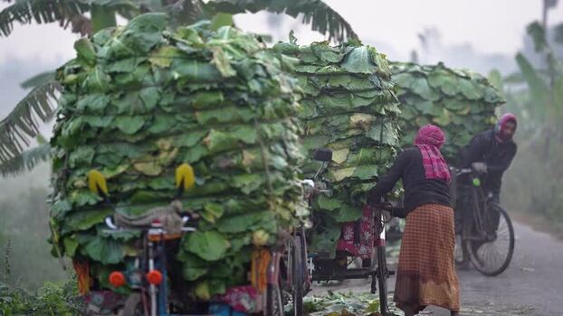 View of workers transporting large leaf bundles Bangladesh. View of workers transporting large leaf bundles Bangladesh.