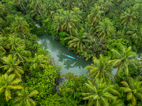Aerial view of the Maasin River winding through dense coconut palm trees with a small blue boat carrying people in Siargao Philippines. Aerial view of the Maasin River winding through dense coconut palm trees with a small blue boat carrying people in Siargao Philippines.
