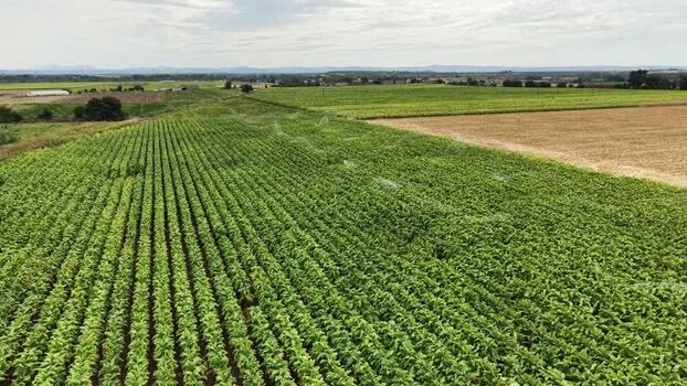 Aerial view of tobacco fields in Talayuela Spain. Aerial view of tobacco fields in Talayuela Spain.