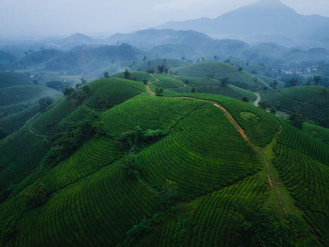 Aerial view of Long Coc Tea Hill with its iconic rolling green tea plantations winding dirt paths and misty mountains in the background Long Coc Phu Tho Vietnam.