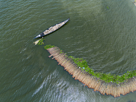 Natore Rajshahi Division Bangladesh 25 July 2026 Aerial view of a traditional wooden boat navigating near a curved bamboo fishing fence in the water.
