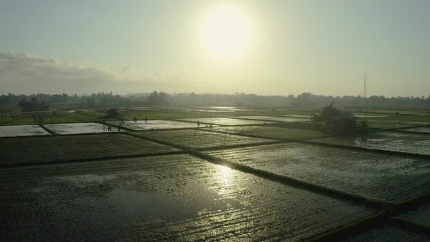 Aerial view of rice paddies at sunrise with farmers working Indonesia. Aerial view of rice paddies at sunrise with farmers working Indonesia.