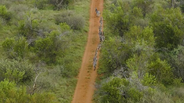 Aerial view of zebras walking along a dirt road South Africa.