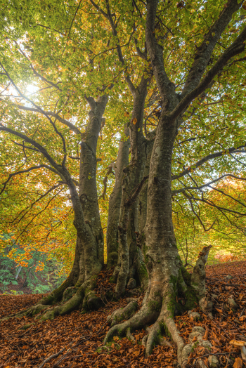 View of the ancient beech trees in the Canfaito forest with golden autumn leaves and mossy roots on the forest floor in San Severino Marche Marche Italy.