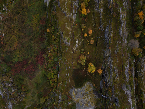 Aerial view of rugged rocky cliffs and autumn foliage with vibrant yellow and red trees on a steep mountain slope Henningsvaer Nordland Norway.