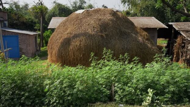 View of a large haystack and rural buildings Nepal.