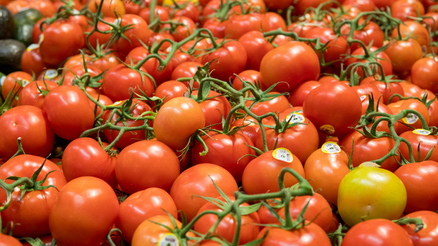 View of fresh red tomatoes on the vine in California City California United States. View of fresh red tomatoes on the vine in California City California United States.