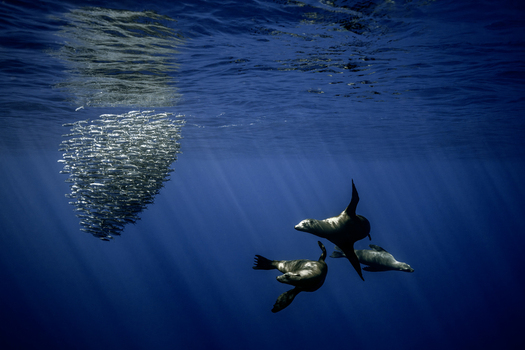 View of sea lions swimming near a dense bait ball of sardines in the clear blue waters of Magdalena Bay Mexico.