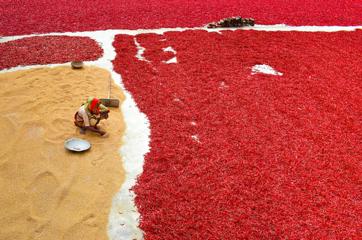 Bogura Bangladesh 27 January 2017 View of a woman working among vast fields of red chili peppers and grain drying in the sun. Bogura Bangladesh 27 January 2017 View of a woman working among vast fields of red chili peppers and grain drying in the sun.