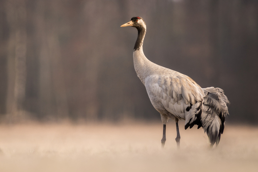 View of a common crane standing in a field with soft morning light in Debrzno Pomeranian Voivodeship Poland.