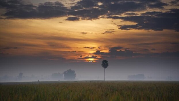 View of a lone palm tree in a misty field at sunset Bangladesh. View of a lone palm tree in a misty field at sunset Bangladesh.