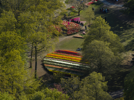 Aerial view of Keukenhof gardens in spring with vibrant circular tulip beds surrounded by lush green trees and walking paths in Lisse Zuid Holland Netherlands. Aerial view of Keukenhof gardens in spring with vibrant circular tulip beds surrounded by lush green trees and walking paths in Lisse Zuid Holland Netherlands.