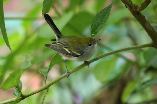 View of a vibrant green and yellow bird perched delicately on a lush branch amid a sea of verdant foliage hinting at the rich biodiversity Quepos Puntarenas Province Costa Rica.