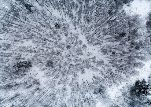 Aerial view of a dense forest covered in fresh snow with a natural circular pattern of bare trees and evergreen pines in the winter landscape of Latvia. Aerial view of a dense forest covered in fresh snow with a natural circular pattern of bare trees and evergreen pines in the winter landscape of Latvia.