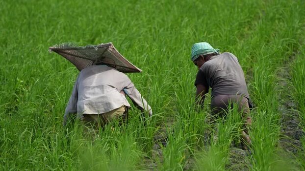 View of farmers working in a lush green rice paddy field Bangladesh. View of farmers working in a lush green rice paddy field Bangladesh.