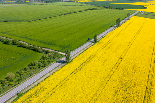 Aerial view of a road passing through vibrant yellow rapeseed fields and lush green agricultural land under bright daylight Ploiesti Prahova Romania. Aerial view of a road passing through vibrant yellow rapeseed fields and lush green agricultural land under bright daylight Ploiesti Prahova Romania.