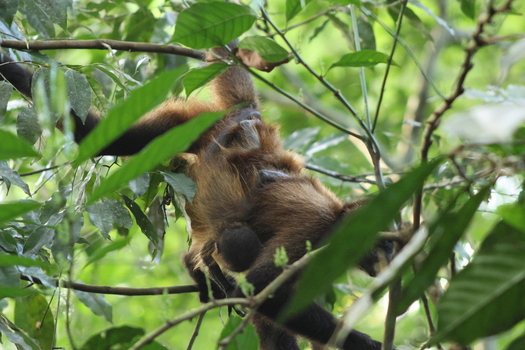 View of a mother monkey embraces her baby amidst a vibrant canopy where dappled sunlight filters through lush green leaves Roxana Limón Province Costa Rica. View of a mother monkey embraces her baby amidst a vibrant canopy where dappled sunlight filters through lush green leaves Roxana Limón Province Costa Rica.