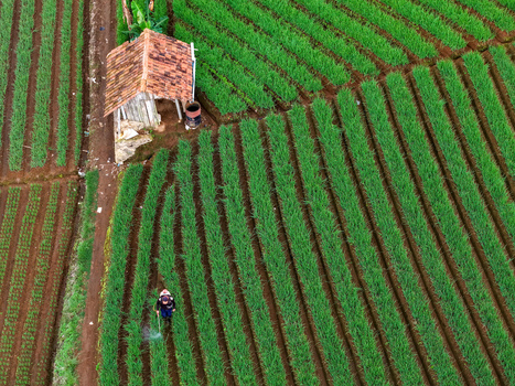 Aerial view of Terasering Panyaweuyan with a small hut and a farmer spraying crops in the lush green terraced fields in Kecamatan Argapura Jawa Barat Indonesia. Aerial view of Terasering Panyaweuyan with a small hut and a farmer spraying crops in the lush green terraced fields in Kecamatan Argapura Jawa Barat Indonesia.