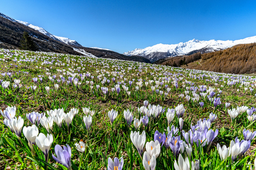 View of a field of blooming white and purple crocuses with snow capped Alpine peaks under a clear blue sky in Madesimo Lombardy Italy. View of a field of blooming white and purple crocuses with snow capped Alpine peaks under a clear blue sky in Madesimo Lombardy Italy.