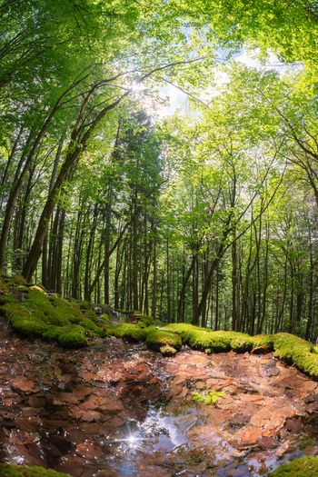 View of Pancierovske travertines with mossy rocks and a small pool reflecting sunlight in a lush forest Banska Bystrica Banskobystricky kraj Slovakia. View of Pancierovske travertines with mossy rocks and a small pool reflecting sunlight in a lush forest Banska Bystrica Banskobystricky kraj Slovakia.