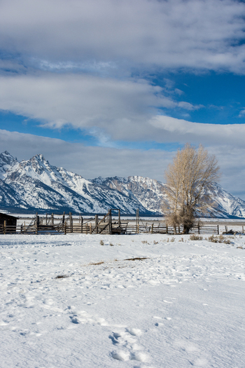 View of Jackson Hole featuring a wooden corral and a lone tree set against the snow covered Teton Range under a bright blue sky in Teton County Wyoming United States.
