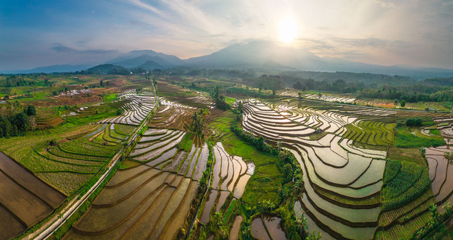 Aerial view of lush green terraced rice fields reflecting the golden sunset light with mountains in the background in Pariaman West Sumatra Indonesia.