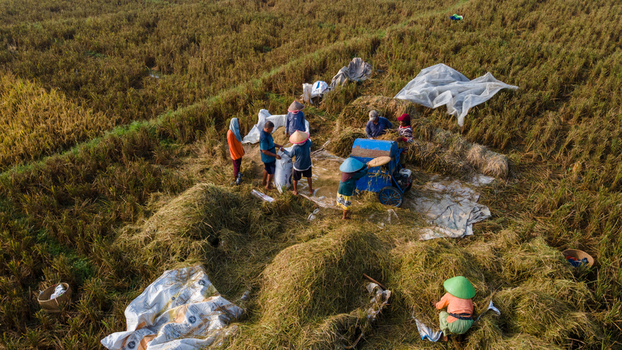 Aerial view of farmers harvesting rice in a golden field using a blue threshing machine and traditional tools in Karanglewas Central Java Indonesia. Aerial view of farmers harvesting rice in a golden field using a blue threshing machine and traditional tools in Karanglewas Central Java Indonesia.