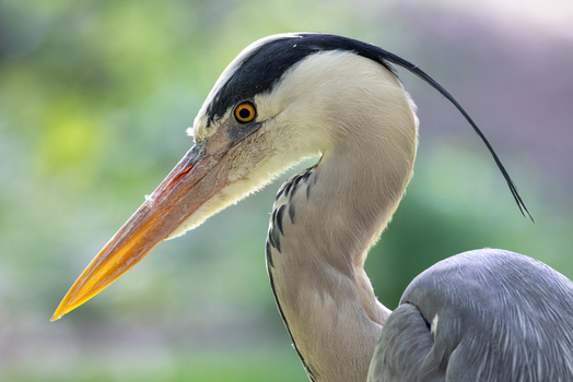 View of a grey heron with its distinctive long beak and black crest feathers against a soft green background in Mulhouse Grand Est France.