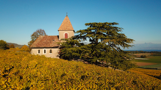 Aerial view of Fechy Dessus church surrounded by golden autumn vineyards and a large cedar tree under a clear blue sky Fechy Vaud Switzerland.