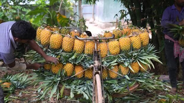 View of a man loading pineapples onto a bicycle in Madhupur Bangladesh. View of a man loading pineapples onto a bicycle in Madhupur Bangladesh.