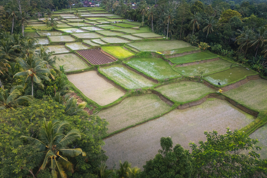 Aerial view of lush terraced rice paddies surrounded by tropical palm trees and dense jungle greenery in Tegalalang Bali Indonesia. Aerial view of lush terraced rice paddies surrounded by tropical palm trees and dense jungle greenery in Tegalalang Bali Indonesia.