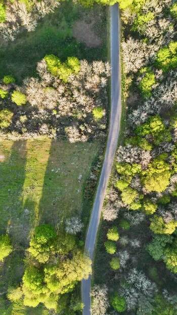 Aerial view of a narrow road winding through a lush forest Spain. Aerial view of a narrow road winding through a lush forest Spain.