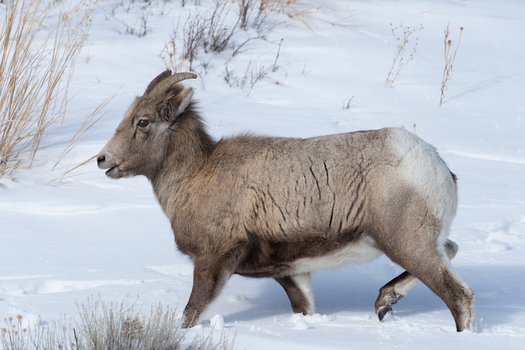 View of a bighorn sheep walking through deep snow in Yellowstone National Park United States. View of a bighorn sheep walking through deep snow in Yellowstone National Park United States.