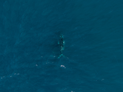 Aerial view of a whale swimming in the deep blue ocean near Long Reef Headland in Collaroy New South Wales Australia.